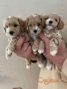 Mini maltipoo